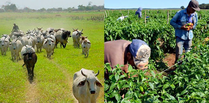 Aumentar La Productividad, Uno De Los Grandes Retos De La Agricultura Dominicana.